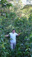 Load image into Gallery viewer, Colombia - Adrian Lasso (Pink Bourbon)

