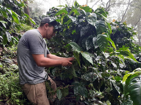 El Salvador - William Lemus (Pacamara Natural)