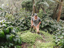Load image into Gallery viewer, El Salvador William Lemus (Pacamara Natural)
